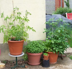 My potted vegetable garden