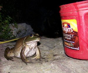Goliath the bullfrog