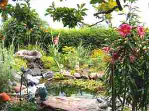 pond view from under the magnolia tree