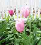 the last tulips to bloom