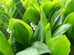 Lily of the valley