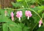 Bleeding heart