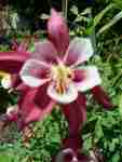 More columbine