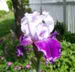 purple and white iris