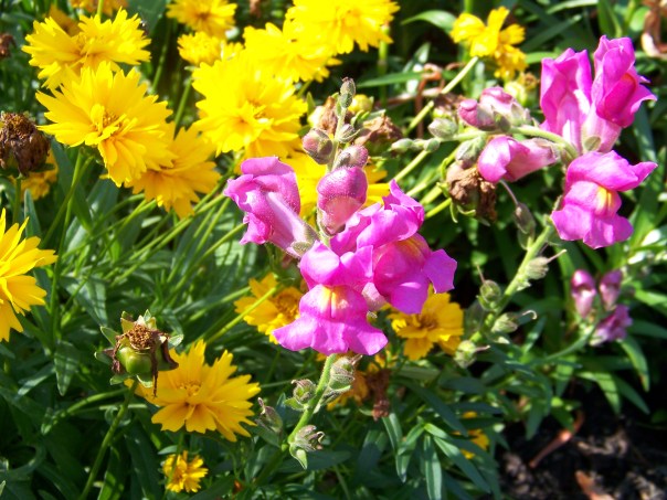 Snap dragons and coreopsis