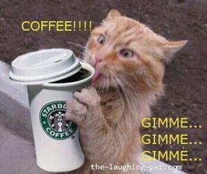 coffee gimme