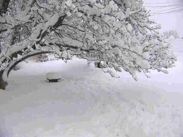 Blizzard Feb 2010 001