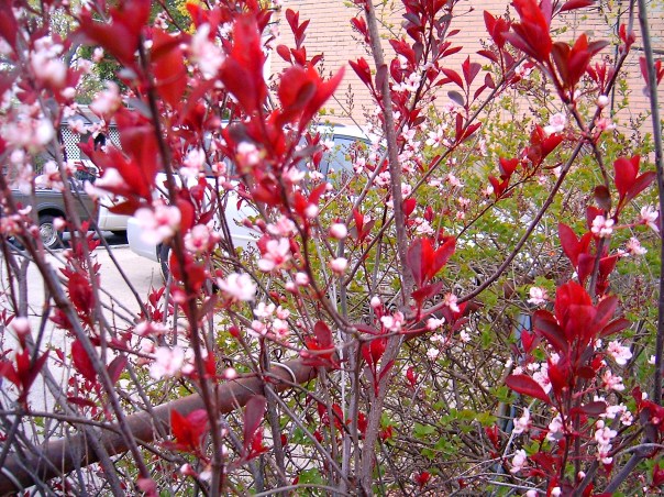 flowering almond