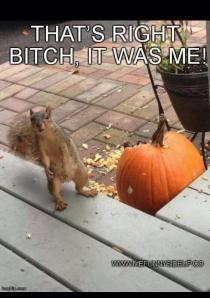 bad squirrel