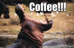 hippo coffee