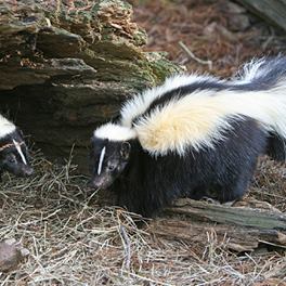 skunks