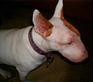 Copy (2) of HPIM4418