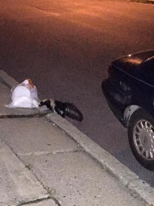 skunk in my garbage